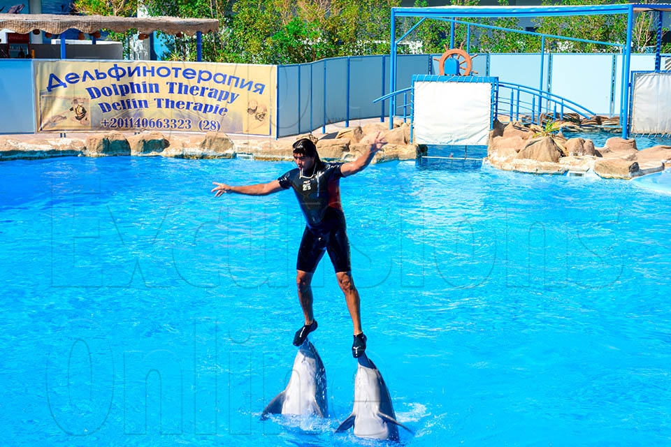 1-Hour-Dolphins-Show-El-Gouna-Tour-v