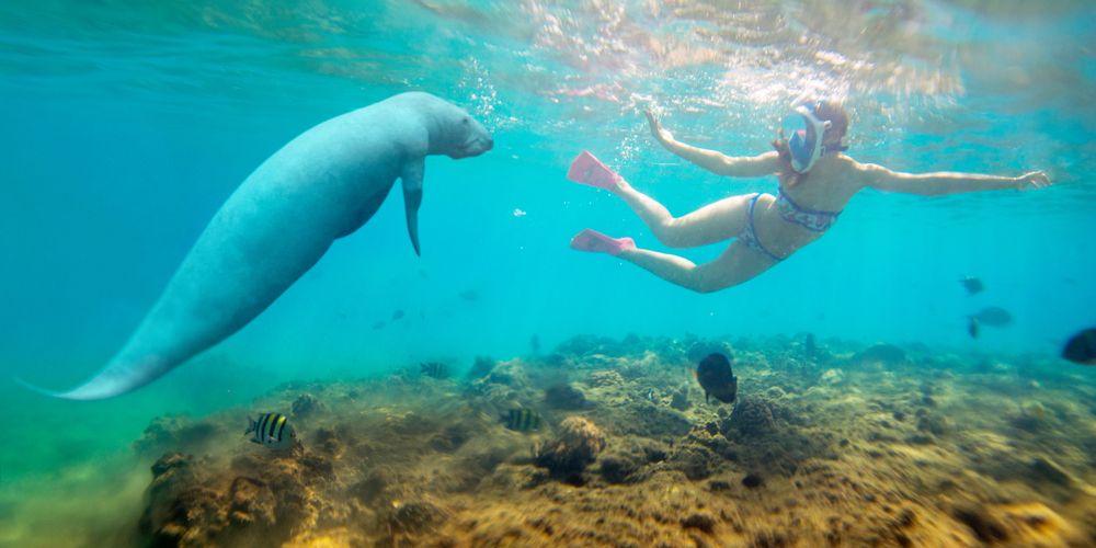 Abu-Dabbab-Dugong-Snorkeling-From-Hurghada