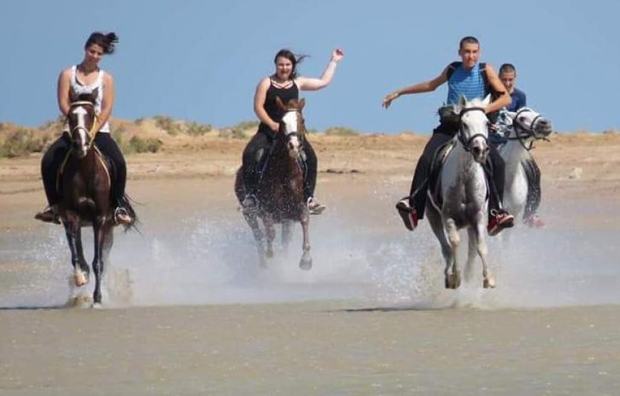 horseback_riding_in_hurghada-870×555-1