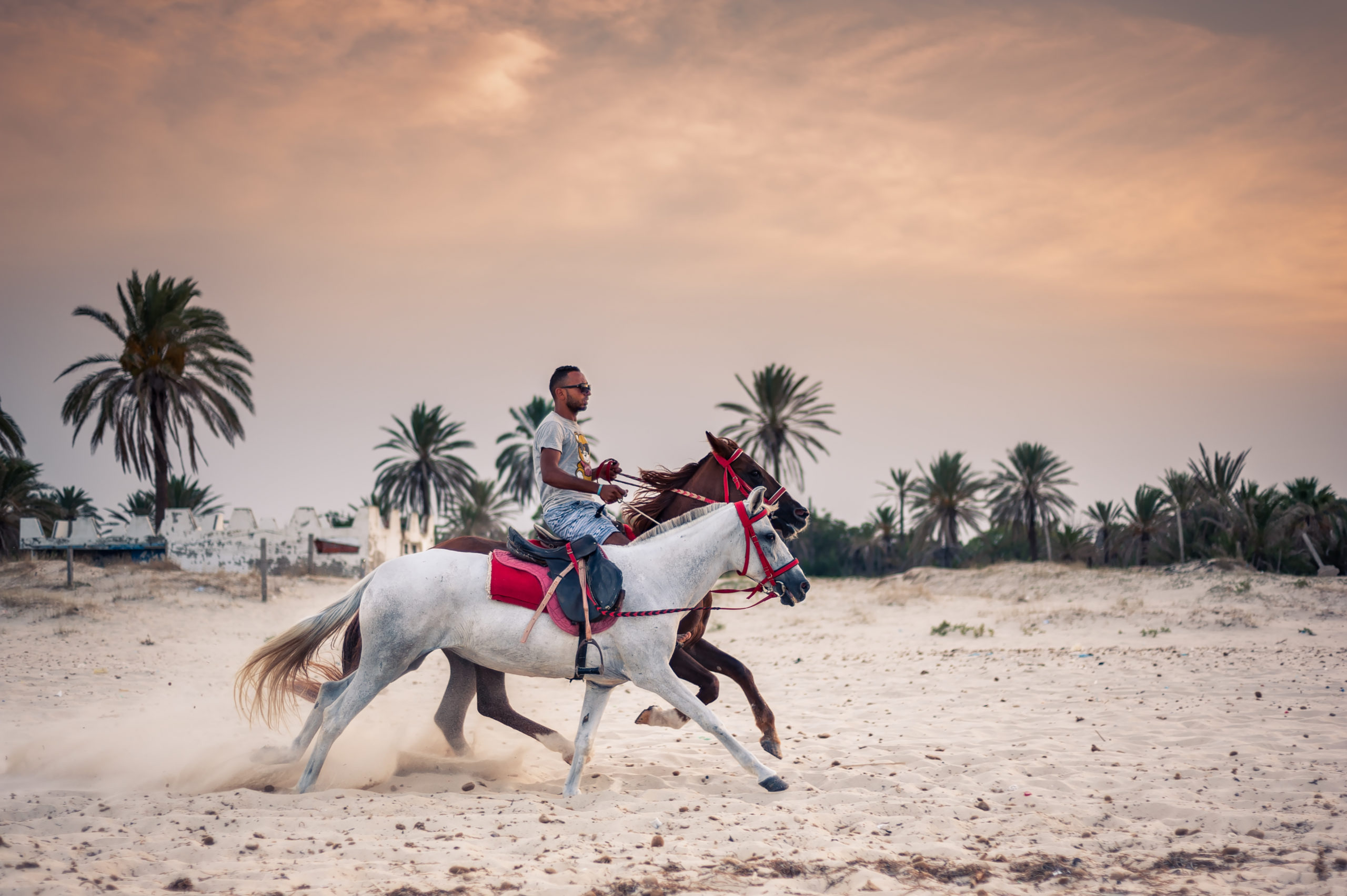 Sousse, Tunisia-17.09.2019: a Young man drives two horses near the Mediterranean coast. He is a professional athlete and rider.